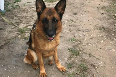 Самарцы могут бесплатно забрать домой служебных собак, вышедших на пенсию