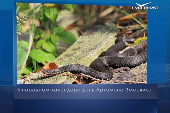 Артамон-Змеевик. Календарь губернии от 25 сентября