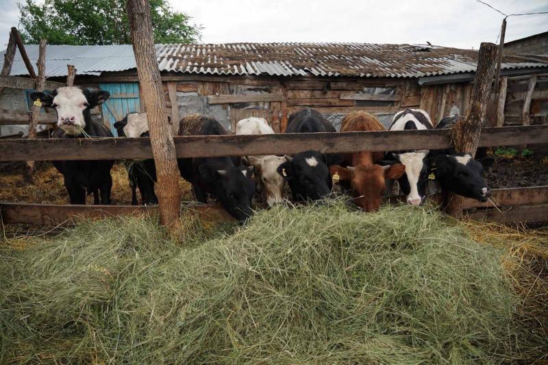Благодаря социальному контракту жительница Самары открыла собственное производство сыров