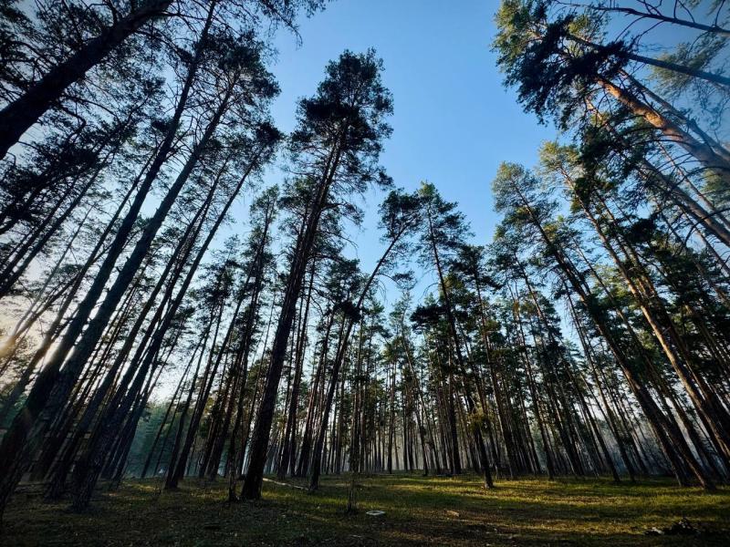 В Тольятти в городском лесу посадили голубые ели в память о героях