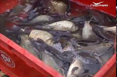 В Волгу выпустили 80 тысяч мальков толстолобика и сазана