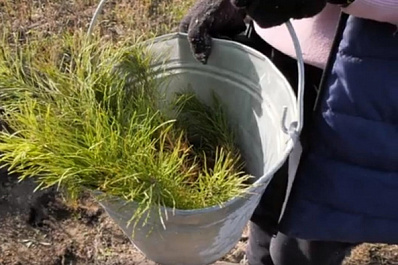 В Красноярском районе высадили 2 000 сосен