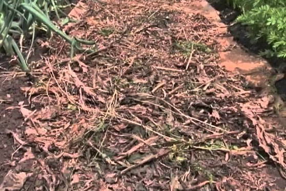 Дачные советы 21.06.2012