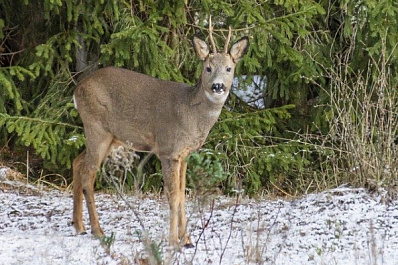 Под Сызранью нашли труп детеныша косули