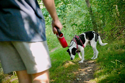 Советы от кинолога: как правильно гулять с собакой