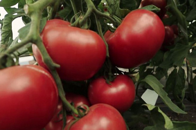 Дачникам на заметку: какие семена выбрать в 2021 году