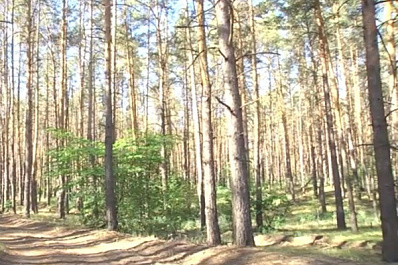 Хвойные леса Самарской области атакует злостный вредитель