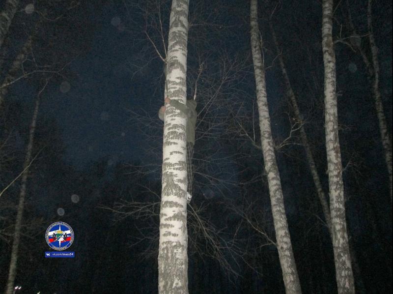 Вцепился и висел: мужчина, спасая кошку, застрял вместе с ней на дереве в Новосибирске