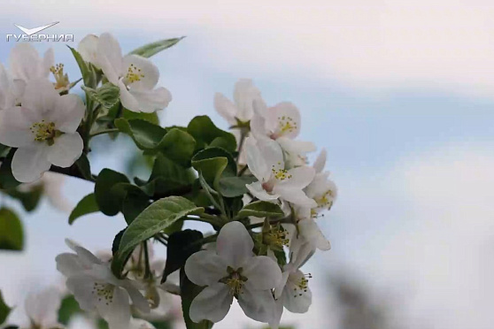 Нюансы фруктово-ягодной науки. Агрокурьер
