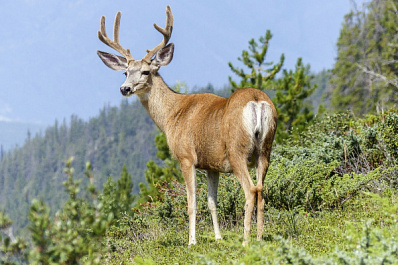 В национальном парке "Самарская Лука" подсчитали, сколько животных в заповеднике после зимовки