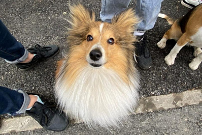 В Самаре в 2021 году обустроят новую площадку для выгула собак