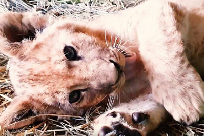 Много играет и все грызет: как львенок Алтай осваивается в самарском зоопарке