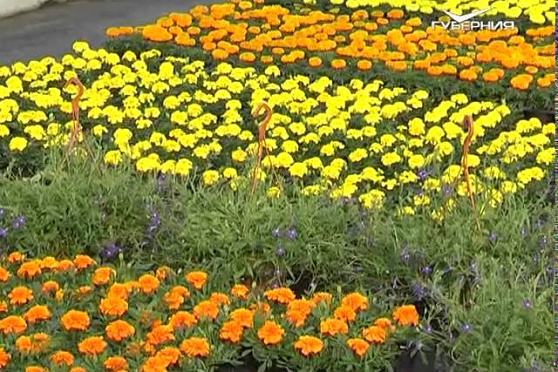 Дачные советы 30.04.2015 