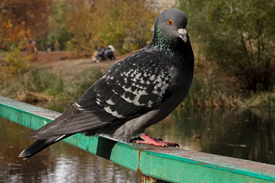 Стая птиц устроила представление, образуя фигуры в небе