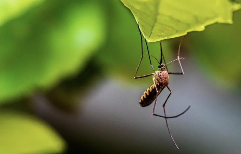 Дерматолог: комаров отпугивают эфирные масла