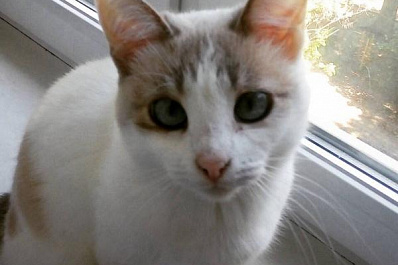 Самарский полицейский спас провалившуюся в подвал кошку