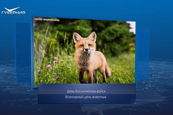 День космических войск и Всемирный день животных. Календарь губернии от 4 октября