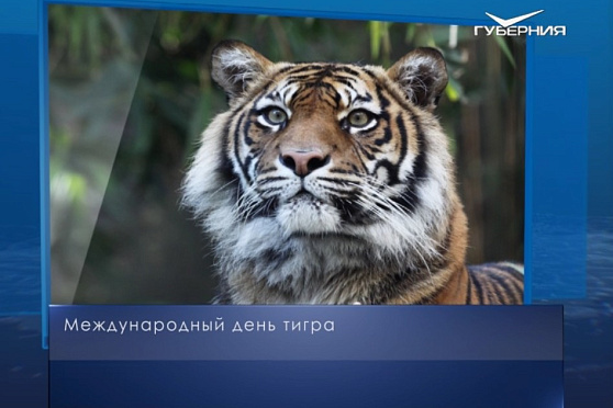 Международный день тигра. Календарь губернии от 29 июля