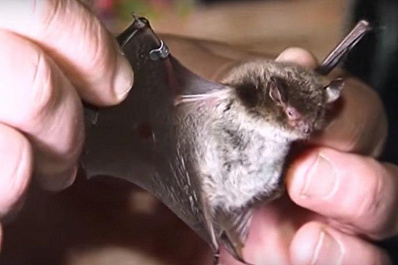 Летучих мышей в Жигулевском заповеднике пересчитают за две недели