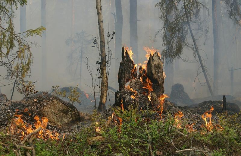 Оранжевый уровень опасности объявили в Самарской области из-за угрозы лесных пожаров