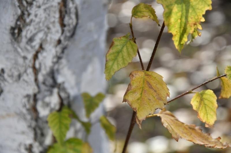 Новый погодный рекорд зарегистрировали в Самарской области