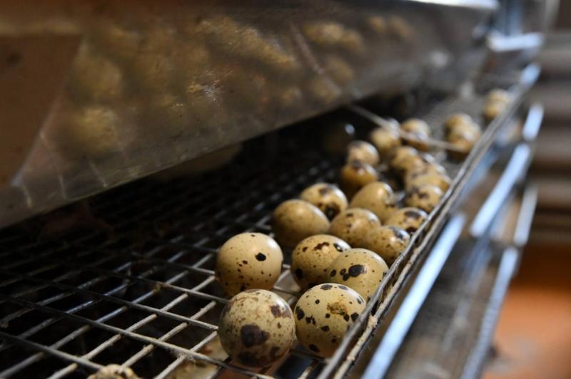 Роспотребнадзор дал самарцам советы по выбору качественных яиц