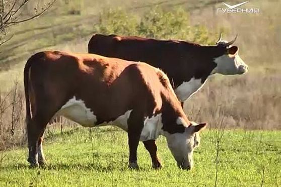 Сердце России. Безенчукский район. Тележурнал (Часть I)