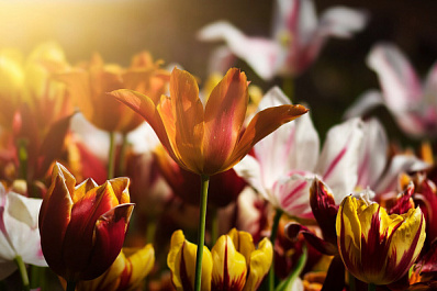 В Тольятти во дворах ветеранов появились клумбы Победы