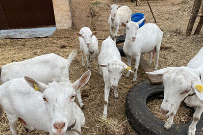 В Самарской области фермеры получили гранты по программе "Агростартап-Регион"