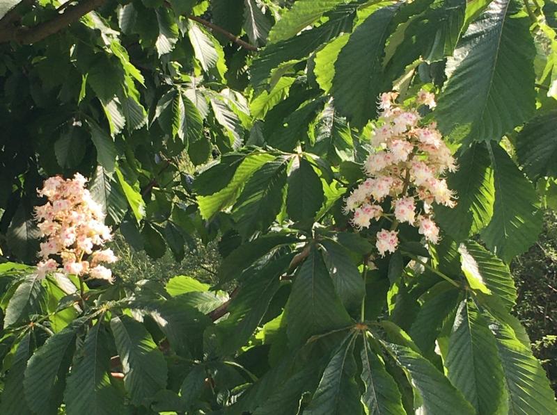 В Самаре на улице Ульяновской спилили цветущий каштан