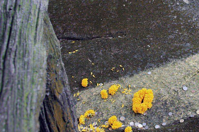 Остался последний шанс подать декларацию о плате за негативное воздействие на природу