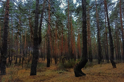 В России предложили увеличить штрафы для виновников лесных пожаров