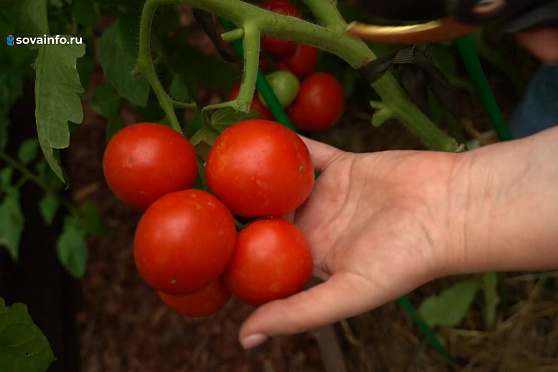 Томаты, зелень, земляника. Дачные сезоны