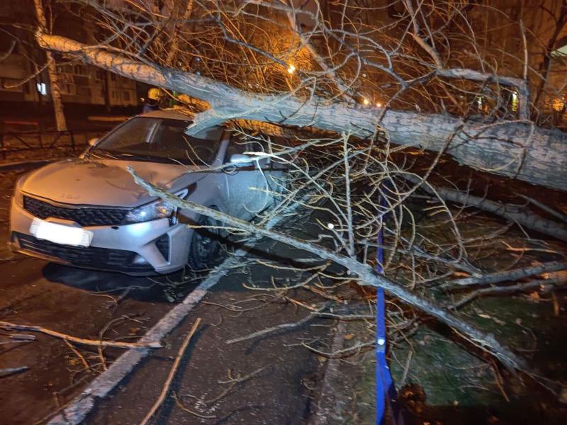В Тольятти в ночь на 30 ноября сильный ветер повалил несколько деревьев