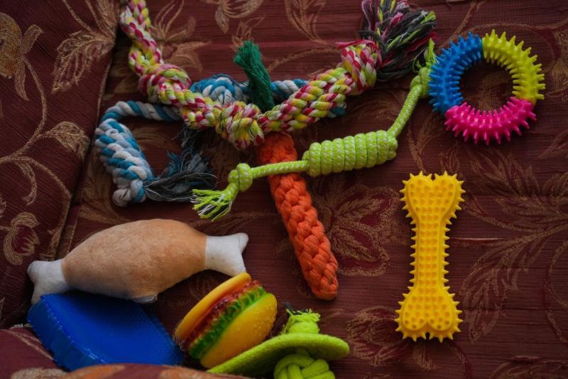 По делам четвероногих: как в Самарской области центр занятости помогает начинающим бизнесменам 