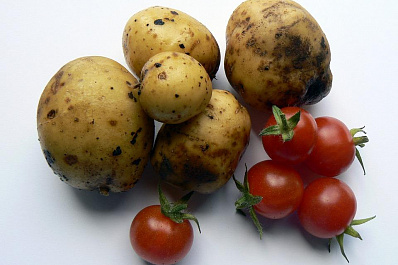 В Самарской области дорожают помидоры и дешевеет картофель