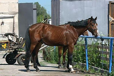В Волжском районе показали, как лошади исцеляют физические и ментальные проблемы