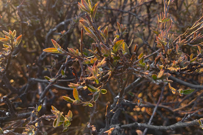 Типичная весна: в Самарской области 20 апреля сохранится теплая погода