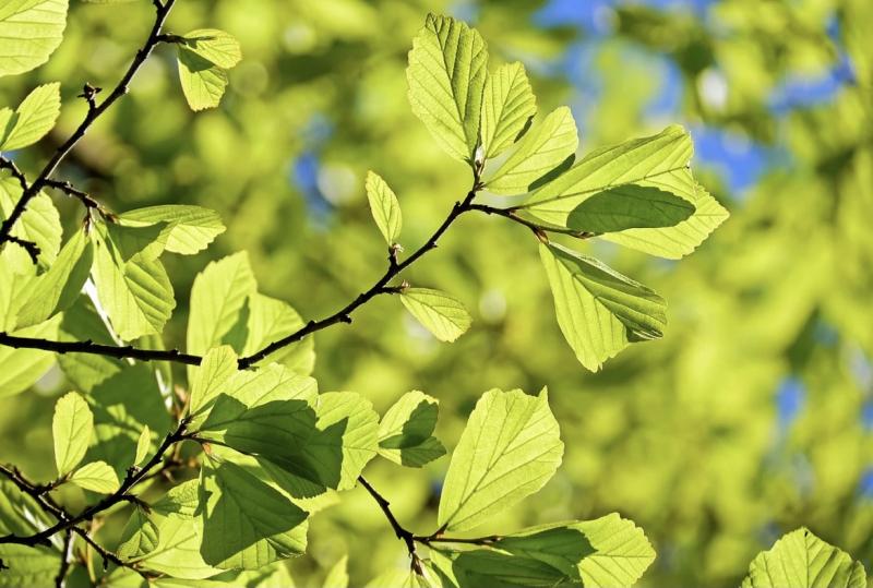 В Самарской области потеплеет до +17 градусов