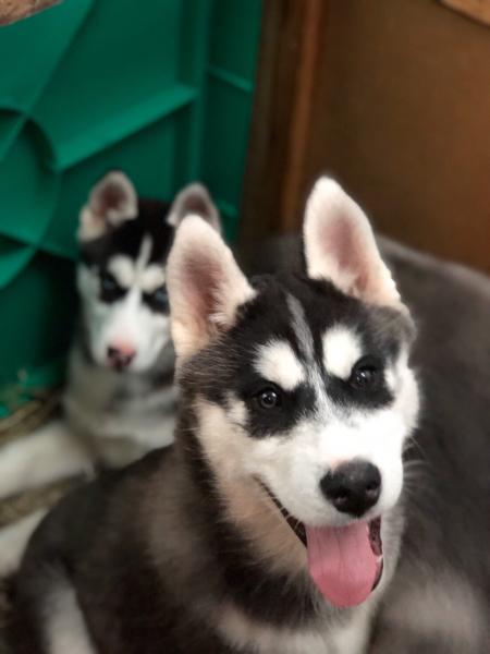 В Самаре прошла крупная выставка животных