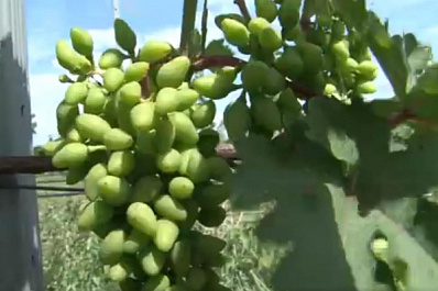 В Ставропольском районе запускают производство напитков из винограда