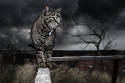 В Самарской области объявлено экстренное предупреждение