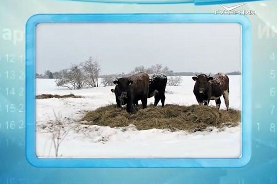 Календарь губернии 03.01.2016