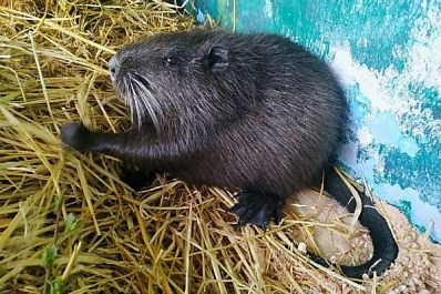 В самарском зоопарке поселились сурикаты, песец, нутрии, агути и мандаринки