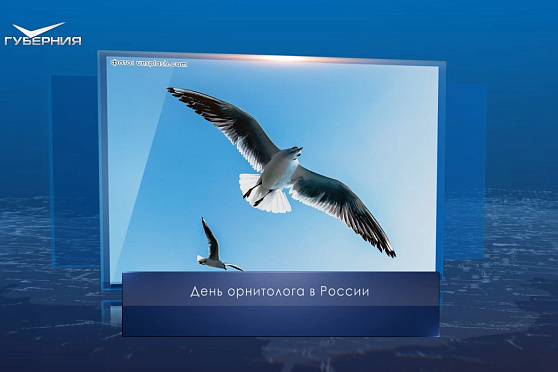 День орнитолога в России. Календарь Губернии от 19 февраля