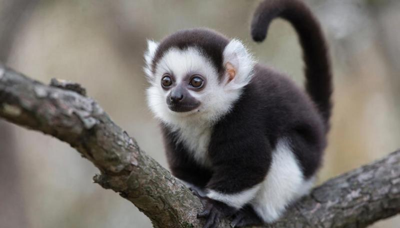 Сотрудники зоопарка сделали "маму" для новорожденного эдипова тамарина