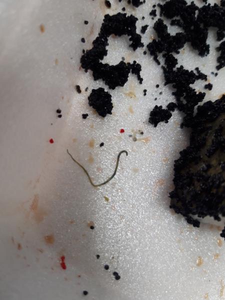 Роллы с чешуей и червями на праздничный ужин отведали тольяттинцы