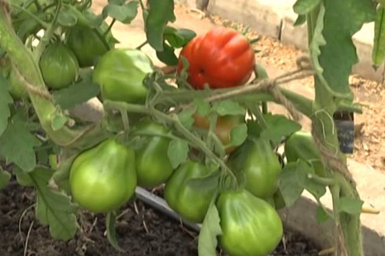 Дачные советы 3.07.2014