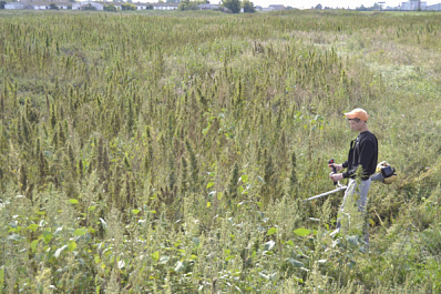 В Самарской области полицейские уничтожили 800 кг конопли