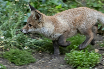Волонтеры спасли попавшего в капкан лисенка